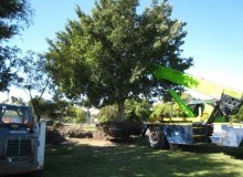 Kwikfynd Tree Management Services
jarviscreek