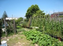 Kwikfynd Vegetable Gardens
jarviscreek